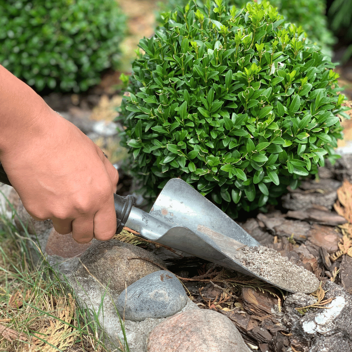 Mit einer kleinen Schaufel streut eine Hand Holzasche als Dünger an einen Buchsbaum im Garten.